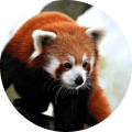 レッサーパンダの画像