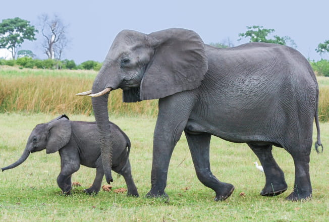 アフリカゾウの画像