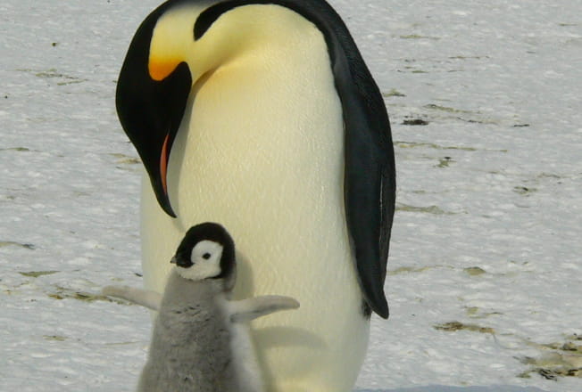 コウテイペンギンの画像